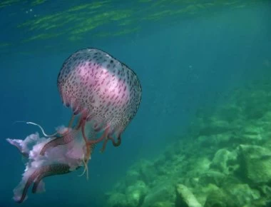 Τσίμπημα από τσούχτρα στην θάλασσα: Τι πρέπει να κάνετε